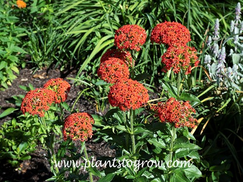 Burning Love Maltese Cross (Lychnis chalcedonica)